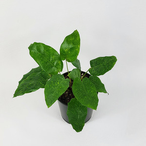 Air Purifying: Calathea musaica 'Network'