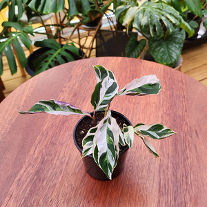 Air Purifying: Calathea white fusion