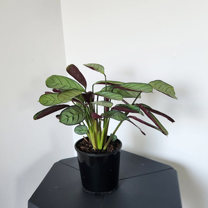 Air Purifying: Ctenanthe burle-marxii (fishbone prayer plant)