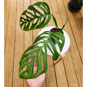 Air Purifying: Monstera esqueleto