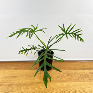 Air Purifying: Philodendron elegans