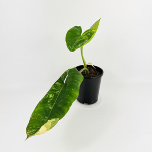 Easy Care: Philodendron Burle Marx Variegata