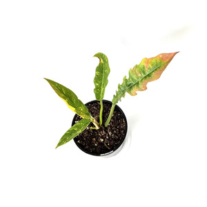Air Purifying: Philodendron Ring of Fire