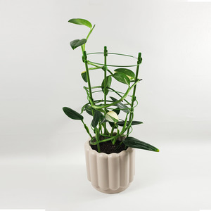 Air Purifying: Monstera standleyana 'variegata'