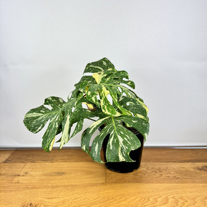 Air Purifying: Monstera Thai Constellation