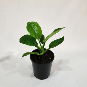 Air Purifying: Philodendron Green Princess