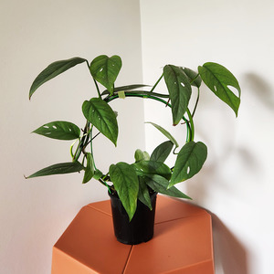 Air Purifying: Cebu blue pothos
