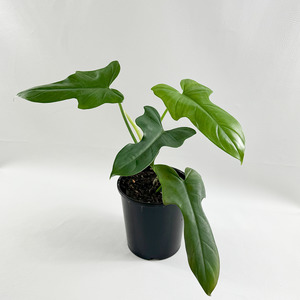 Air Purifying: Philodendron bipennifolium-Fiddle Leaf Philodendron (Horse Head)
