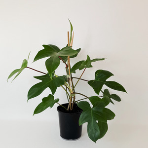 Air Purifying: Philodendron Florida