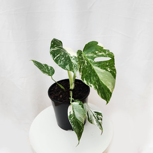 Air Purifying: Variegated Monstera Borsigiana Albo