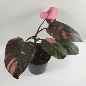 Air Purifying: Pink Princess Philodendron