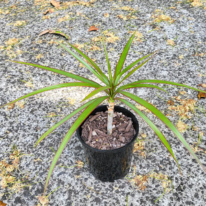 Air Purifying: Dragon Tree (Dracaena Marginata)