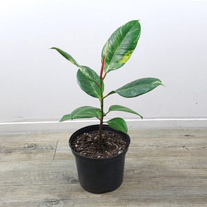 Rubber Plant (Fiscus elastic)
