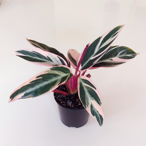 Calathea triostar