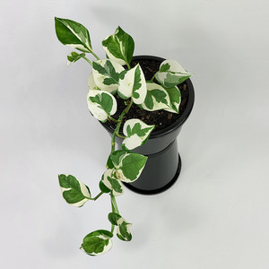 Air Purifying: N'joy Pothos (Epipremnum Aureum)