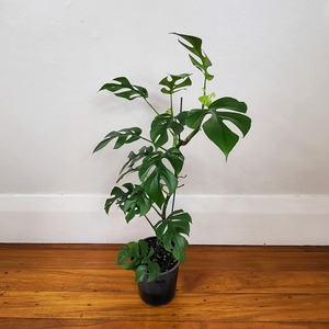 Air Purifying: Philodendron minima