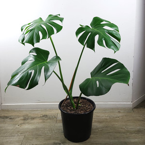 Monstera deliciosa 5L