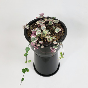 Foliage: Variegated String of Hearts (Ceropegia woodii variegata)