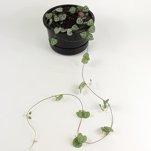 Foliage: String of Heart (Ceropegia woodii)