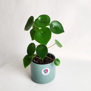 Peperomia polybotrya in Ceramic Pot