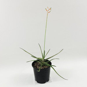 Tiger Aloe (Aloe variegata)