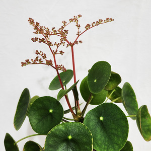 Foliage: Chinese money plant, Pancake plant (Pilea Peperomioides)