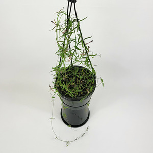 Foliage: String of Bird Wings (Ceropegia linearis)