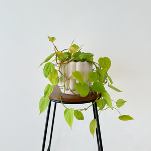 Foliage: Philodendron neon
