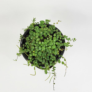 Foliage: String of Turtles (Peperomia Prostrata)