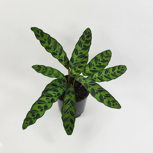 Calathea insignis (Rattlesnake plant)