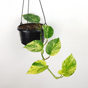 Foliage: Marble Queen Pothos