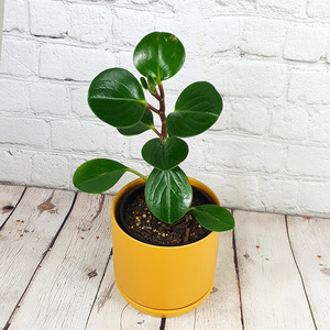Pet Friendly: Baby Rubber Plant (Peperomia obtusifolia)