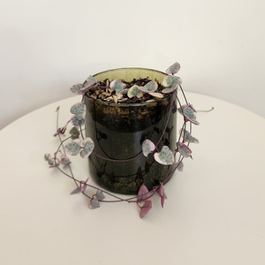 Easy Care: Succulent 10cm - Pots of Happiness collection