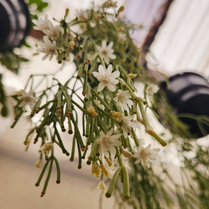 Easy Care: Mistletoe cactus (Rhipsalis clavata)