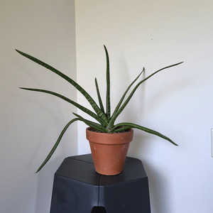 Easy Care: Ox tongue plant (Gasteria trigona)