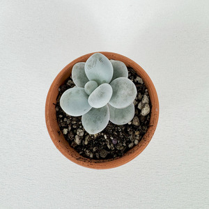 Easy Care: Succulent - Pots of Happiness collection