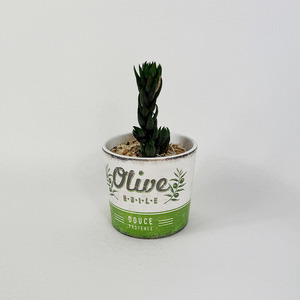 Easy Care: Haworthia Coarctata - Pots of Happiness collection