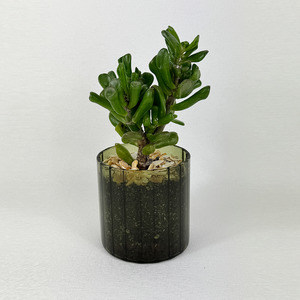 Easy Care: Ogre ear jade - Pots of Happiness collection