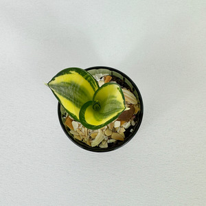 Easy Care: Snake plant - Pots of Happiness collection