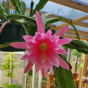 Easy Care: Orchid Cactus - Epiphyllum