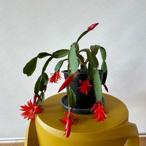 Easy Care: Christmas Cactus - Zygocactus (Red)