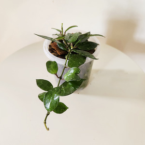 Hoya krohniana splash