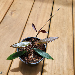 Trailing Plants: Hoya chimeric minibelle (pink flower)