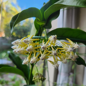 Trailing Plants: Hoya multiflora 'Shooting star'