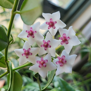Trailing Plants: Hoya bella (Hoya lanceolata ssp. bella)