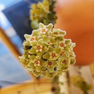 Trailing Plants: Hoya serpens
