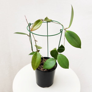 Trailing Plants: Hoya nicholsoniae