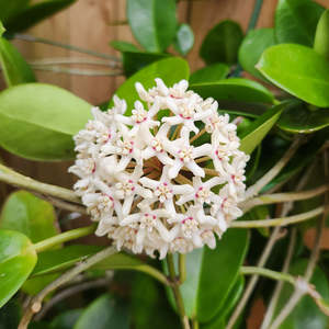 Trailing Plants: Hoya australis 'Keysii'