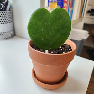Plants: Hoya kerrii heart