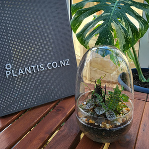 Plants: Rainforest Terrarium